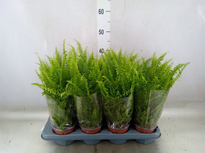 <h4>Nephrolepis exal. 'Green Lady'</h4>
