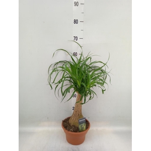 Beaucarnea recurvata