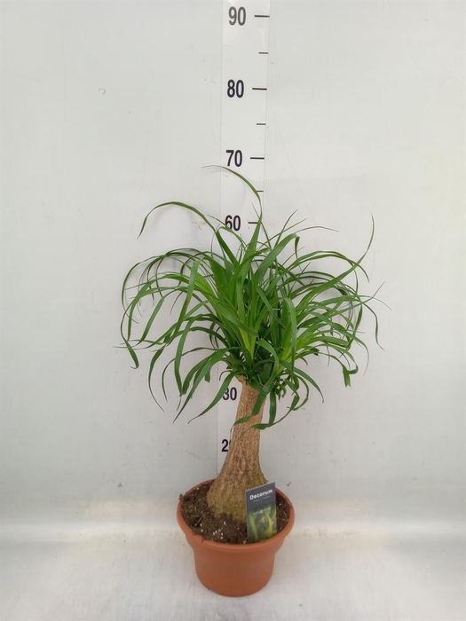 <h4>Beaucarnea recurvata</h4>