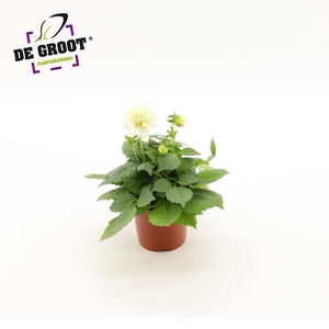 Dahlia (wit)