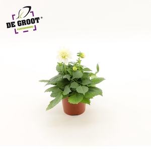 Dahlia (wit)