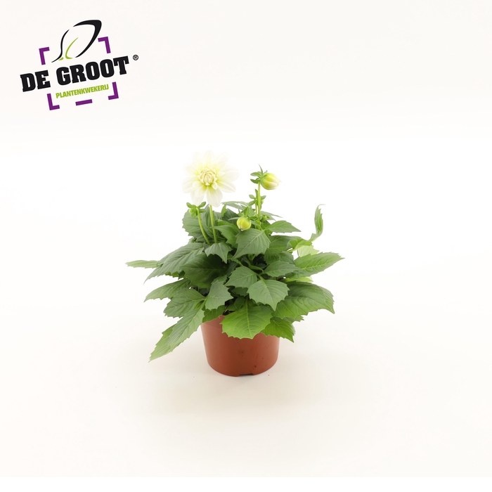 <h4>Dahlia (wit)</h4>