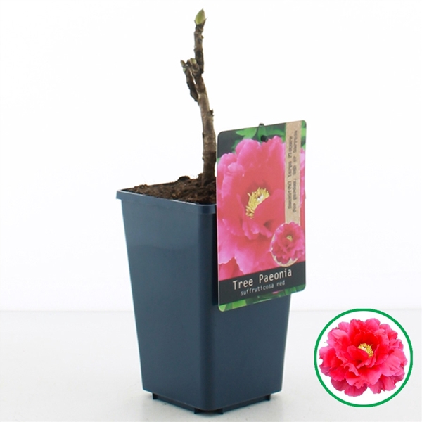 <h4>Paeonia suffruticosa Rood C1.5 (15cm.)</h4>