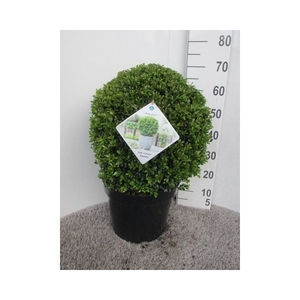 Ilex crenata Stokes 45 cm bol P32