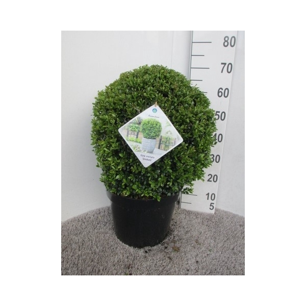 <h4>Ilex crenata Stokes 45 cm bol P32</h4>