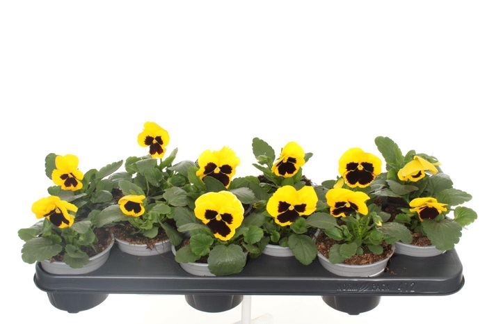 <h4>Viola witt.Delta Yellow with Blotch</h4>