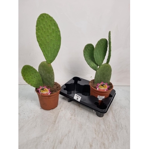 OPUNTIA
