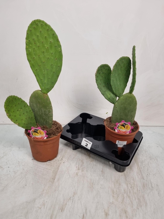 <h4>OPUNTIA</h4>