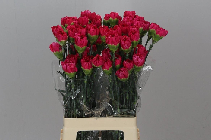 <h4>Di. St Cerise Box</h4>