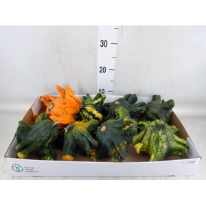 Cucurbita