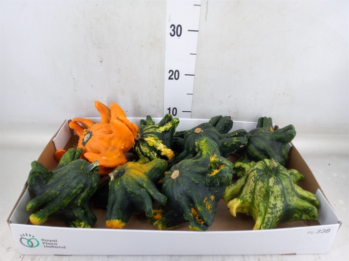<h4>Cucurbita</h4>