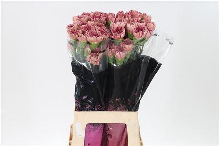 <h4>Di St Vortex</h4>