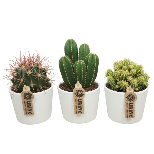 <h4>Cactus mix in 12 cm 'Witte Pot'</h4>