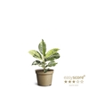 FICUS ELASTICA P6 SHIVEREANA