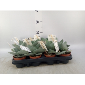 Crassula  'Boomerang'