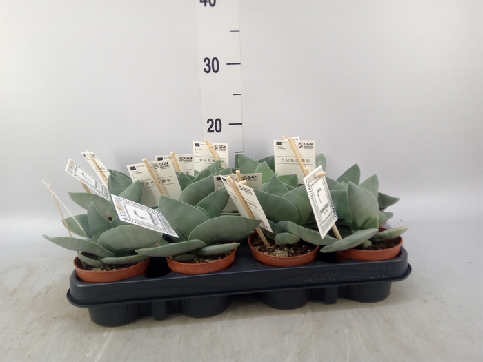 <h4>Crassula  'Boomerang'</h4>