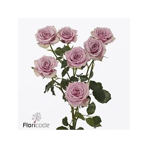Rosa spray leila