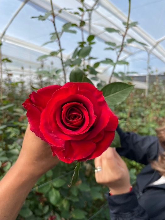 <h4>R GR PASSION TURCA</h4>