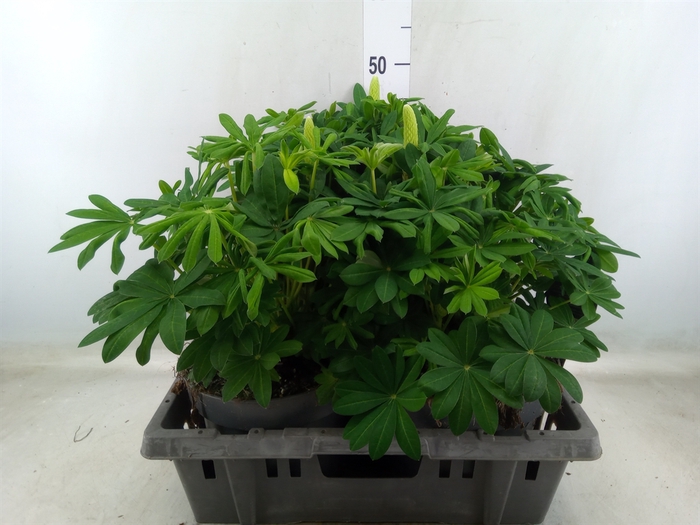<h4>Lupinus  'Masterpiece'</h4>