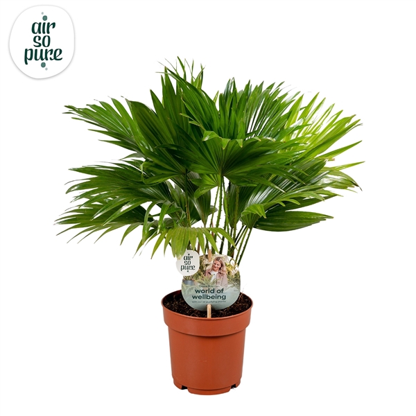 <h4>Livistona rotundifolia 14cm"Disc Etiket Air So Pure</h4>