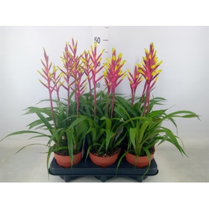 Guzmania  'Misty'