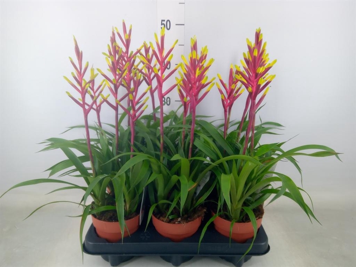 <h4>Guzmania  'Misty'</h4>