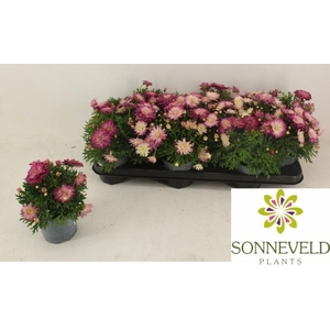 ARG LA RITA P DOUBLE