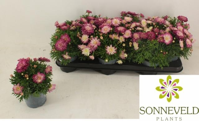 <h4>ARG LA RITA P DOUBLE</h4>