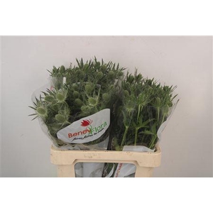 Eryngium Mag White Lagoon