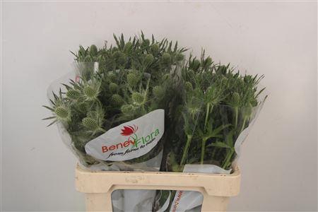 <h4>Eryngium Mag White Lagoon</h4>