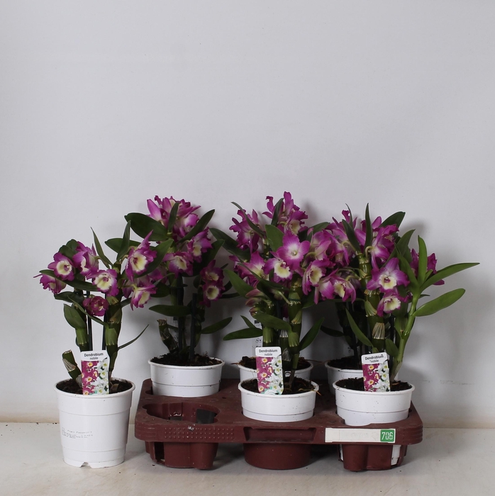 <h4>DEND NOBILE</h4>