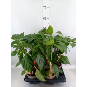 Capsicum annuum   ...paprika