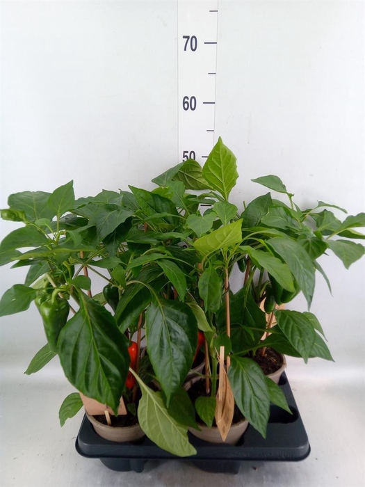 <h4>Capsicum annuum   ...paprika</h4>