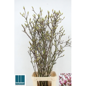 MAGNOLIA GRANDIFLORA