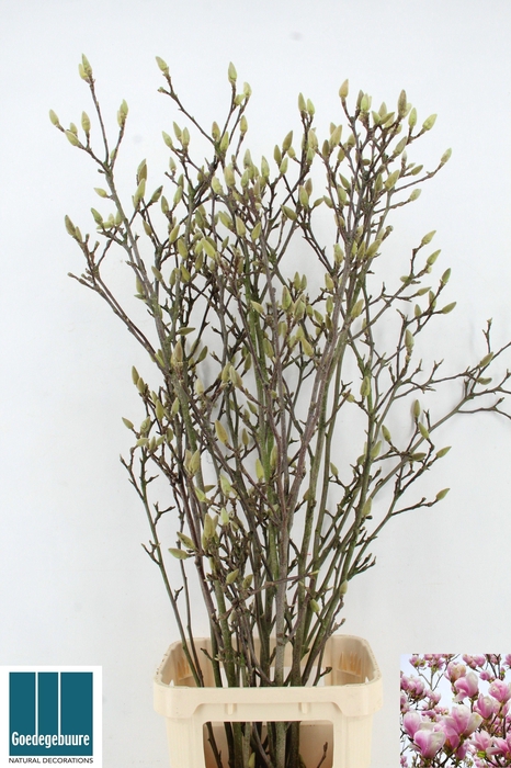 <h4>MAGNOLIA GRANDIFLORA</h4>