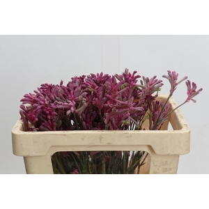 Kangaroo Paw Mini Pearl