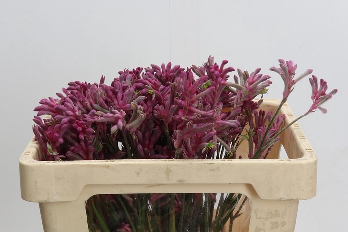 <h4>Kangaroo Paw Mini Pearl</h4>