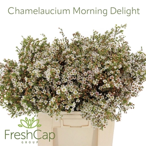 Chamelaucium Morning Delight