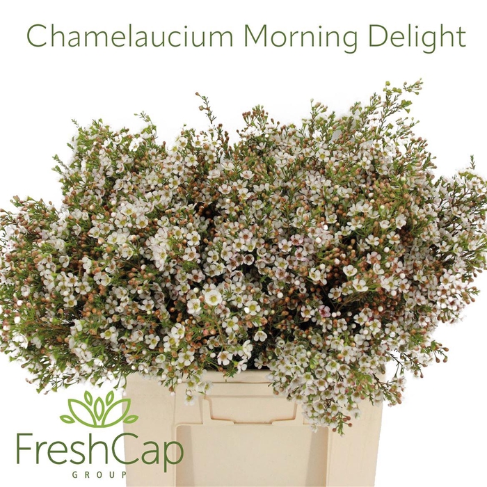 <h4>Chamelaucium Morning Delight</h4>