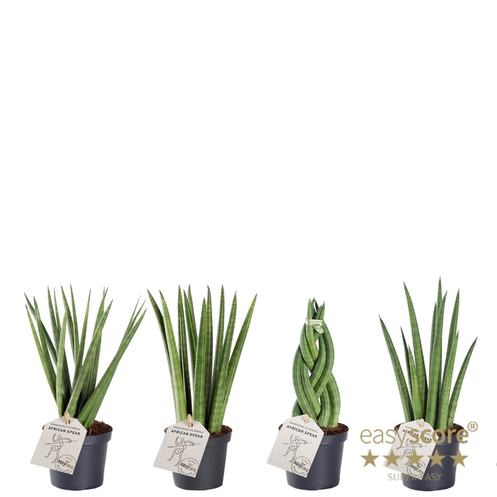 SANSEVIERIA CYLENDRICA MIX P9