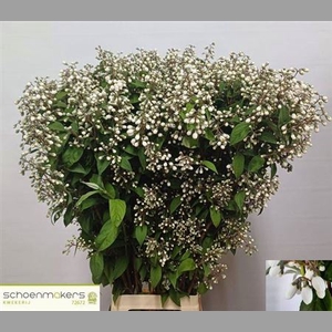 Deutzia Magical Spring
