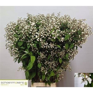 Deutzia Magical Spri