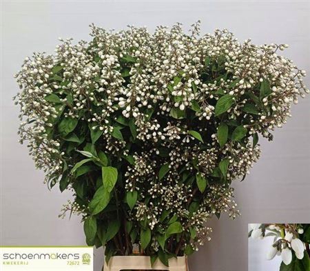 <h4>Deutzia Magical Spring</h4>