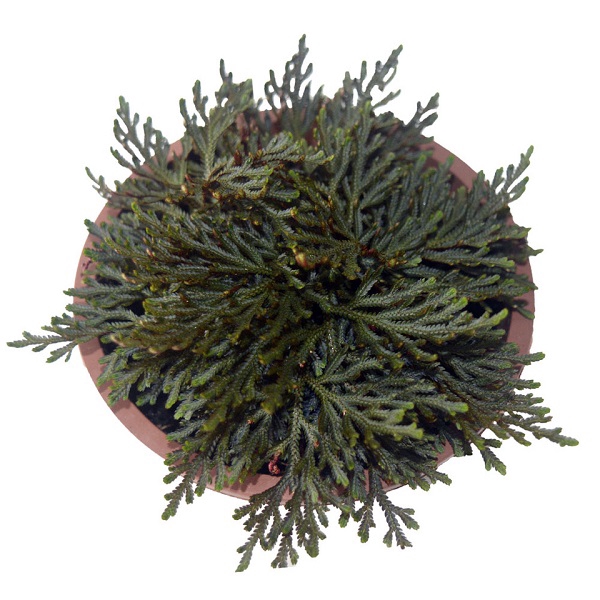 <h4>MUSGO RUBY RED C13</h4>