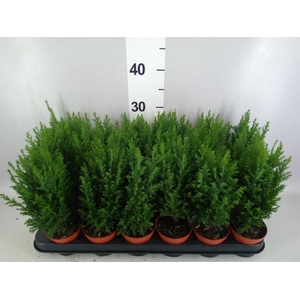 Chamaecyparis laws. 'Ellwoodii'
