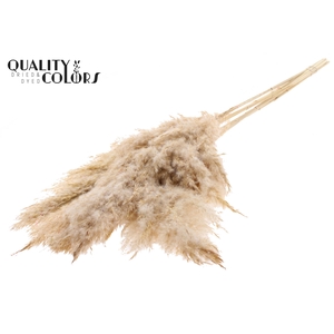 Pampas Grass 100cm 5st/bunch Bleached Frosted White