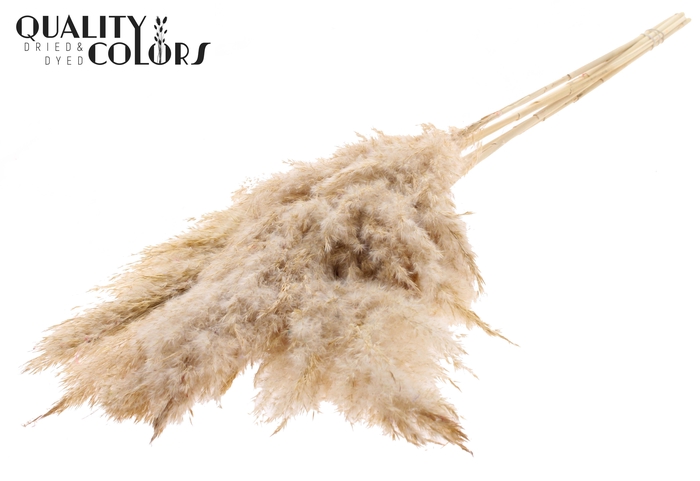 <h4>Pampas Grass 100cm 5st/bunch Bleached Frosted White</h4>