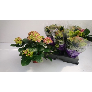 HYDR M EARLY ROSA