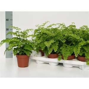 Adiantum raddianum 'Fragrans'