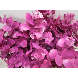 Euc Cinerea Cerise